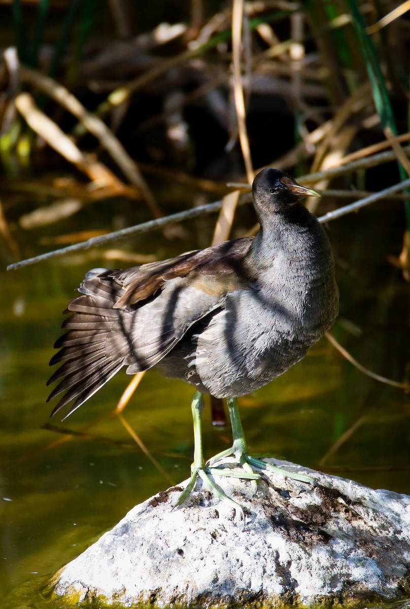 Common Gallinule - ML646547462