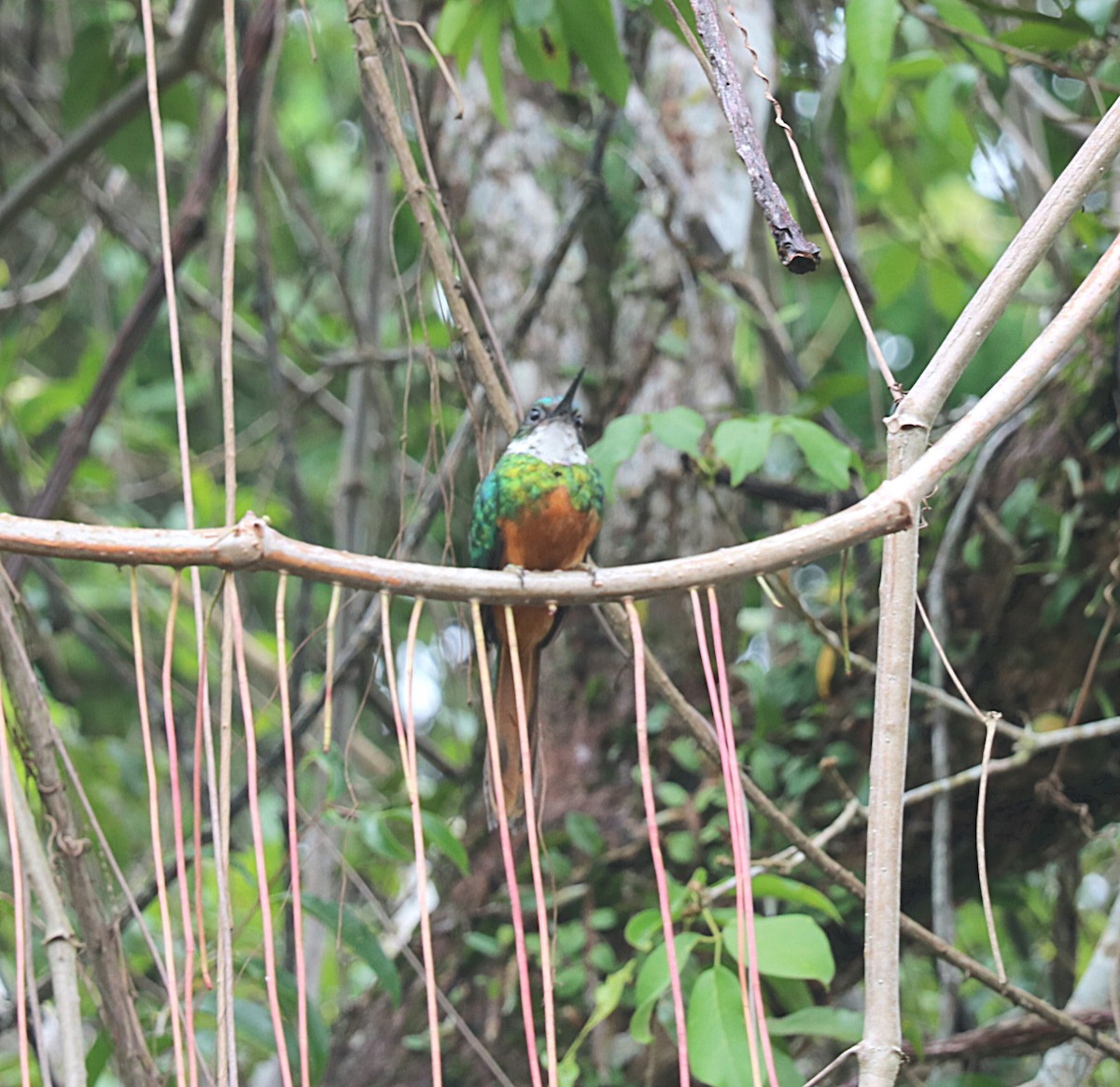 Rufous-tailed Jacamar - ML646547463