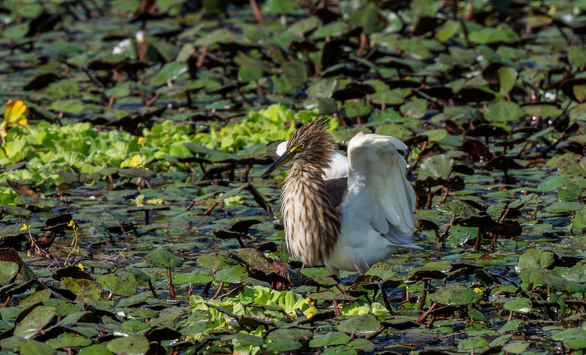 Индийская прудовая цапля - ML646547464