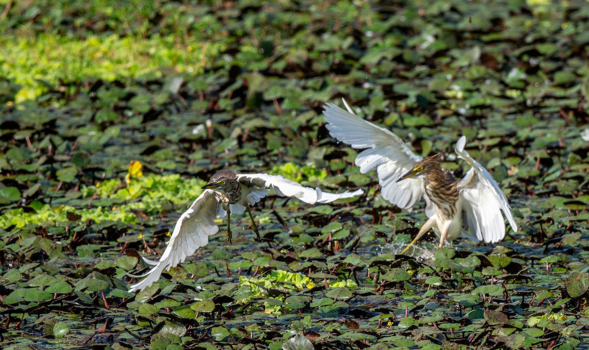 Индийская прудовая цапля - ML646547465