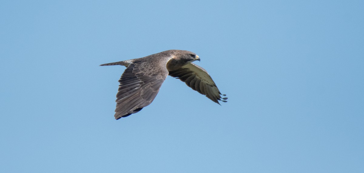 Busardo Chapulinero - ML646547466