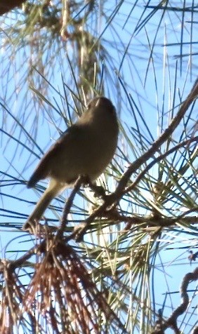 Hutton's Vireo - ML646547467