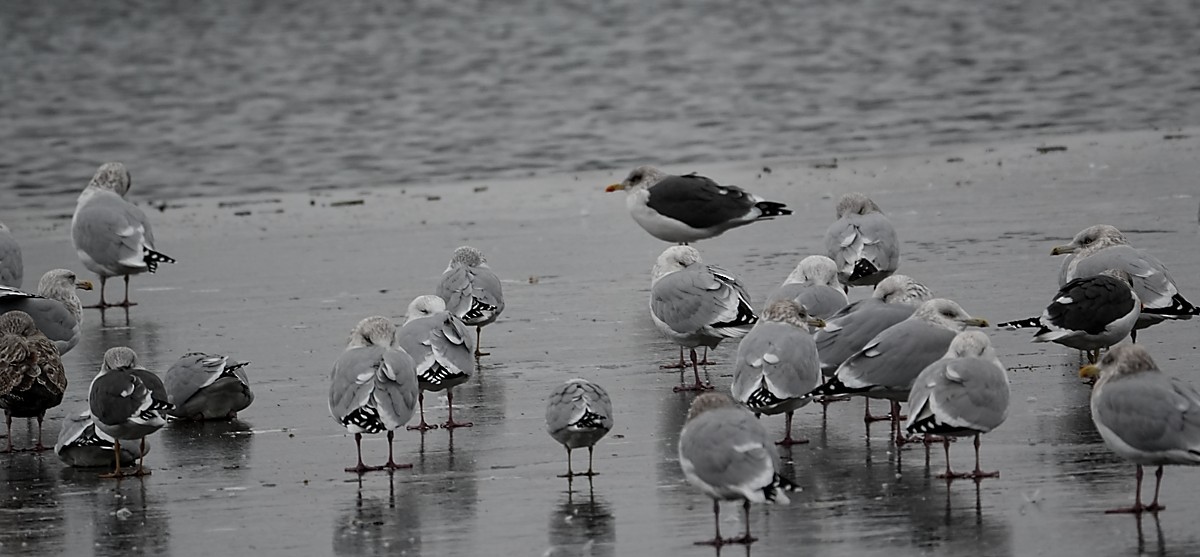 Kara Sırtlı Martı - ML646547469