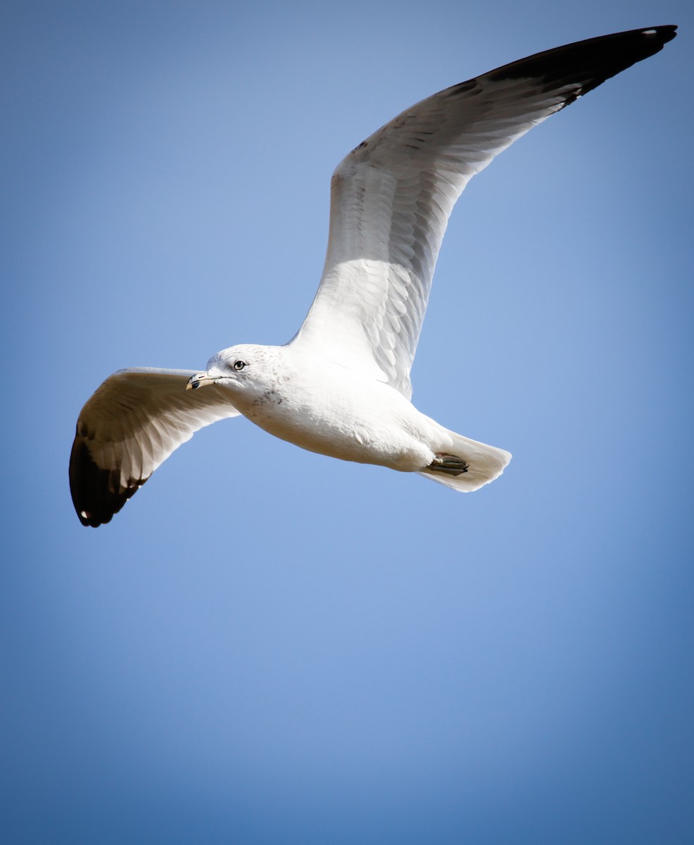 Ring-billed Gull - ML646547470