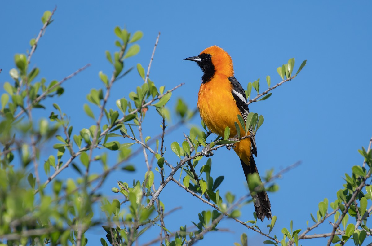 Turpial Enmascarado - ML646547471