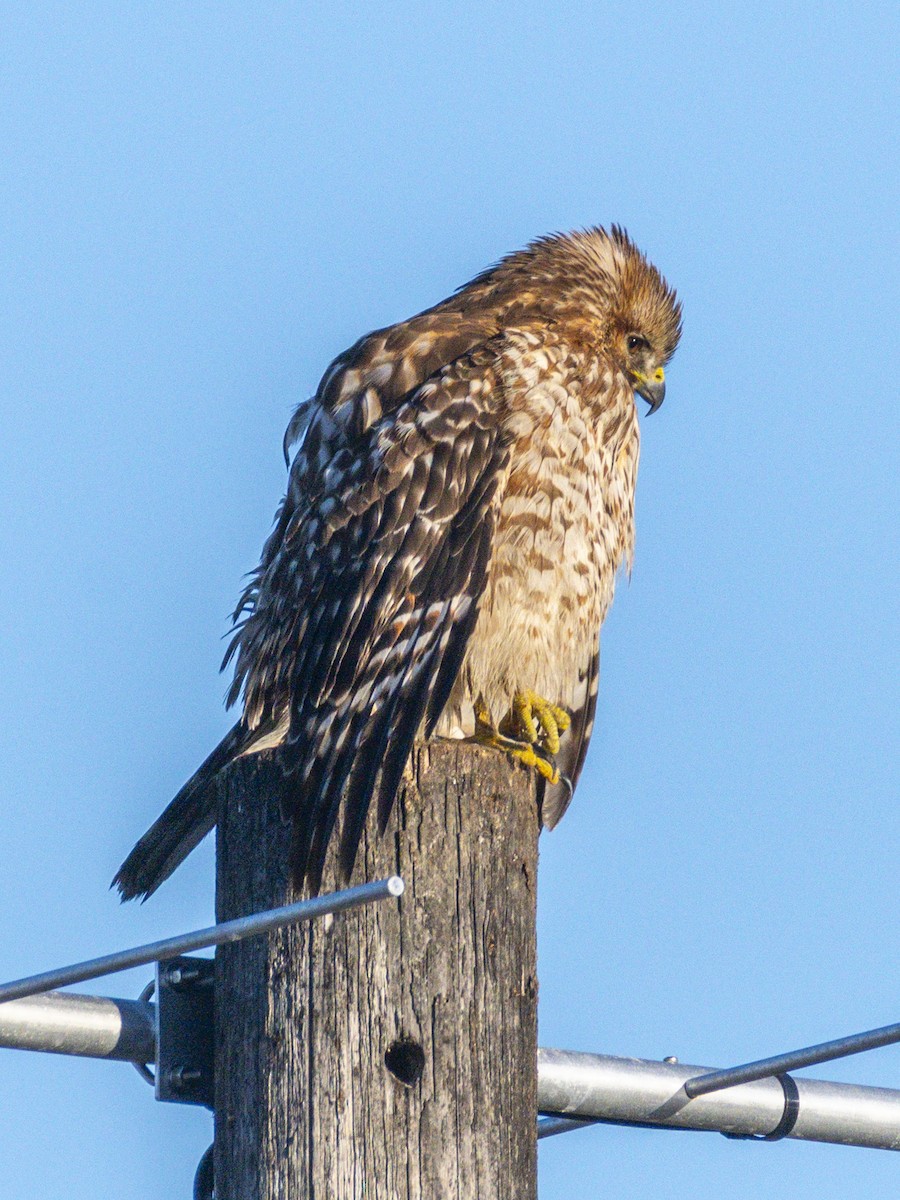 káně páskovaná - ML646547473