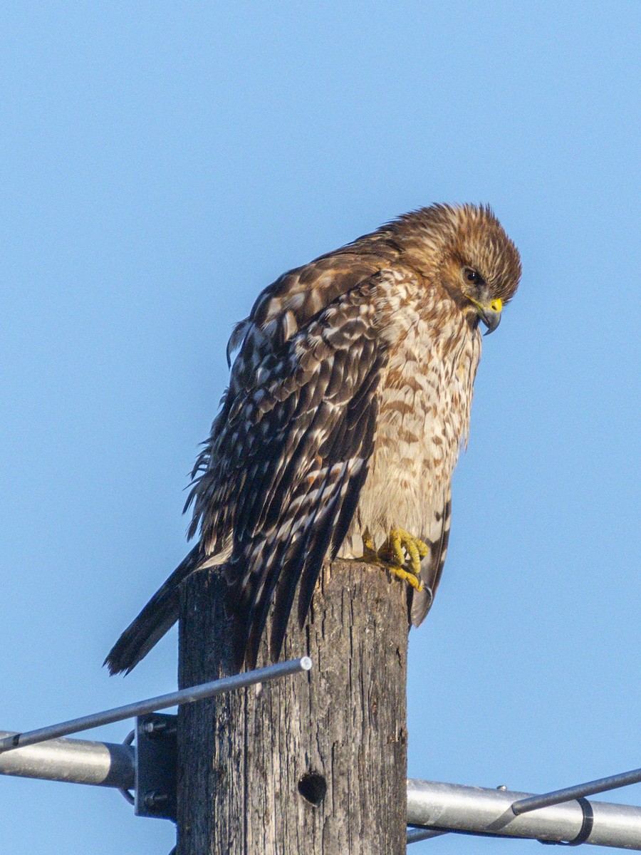 káně páskovaná - ML646547474