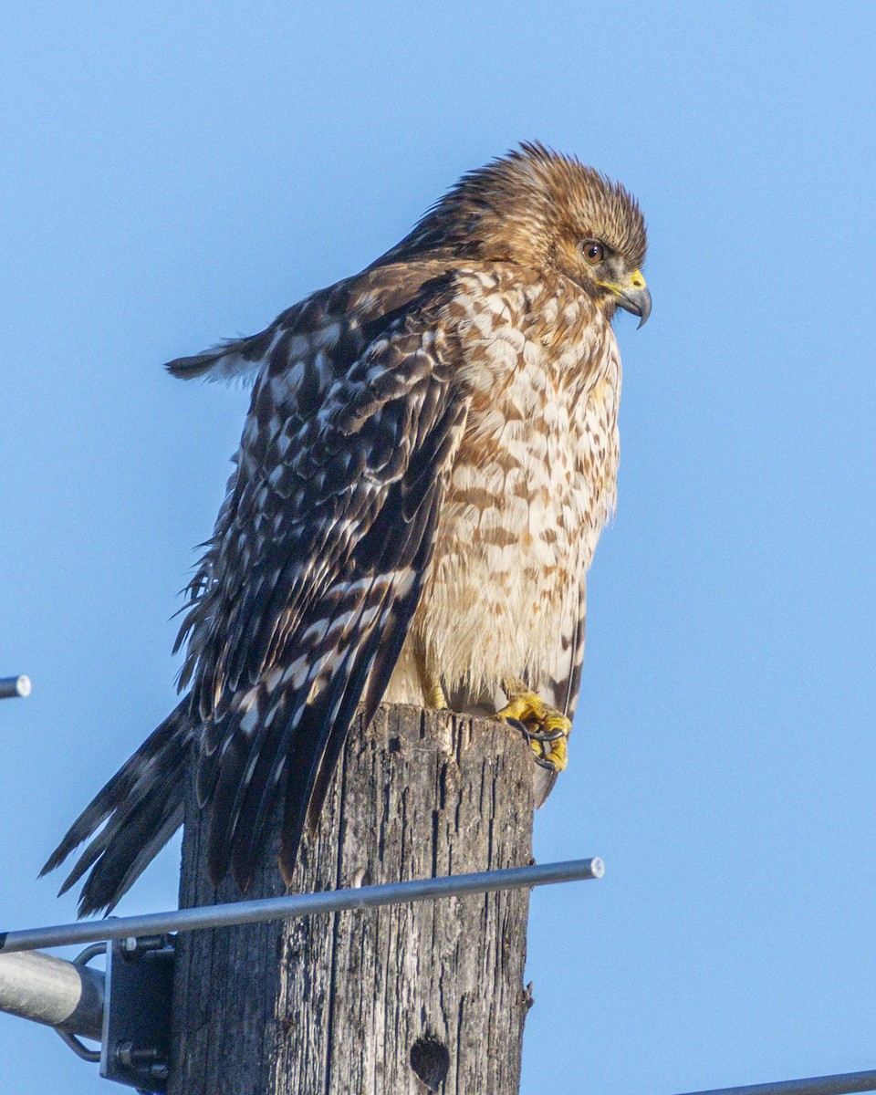 káně páskovaná - ML646547475