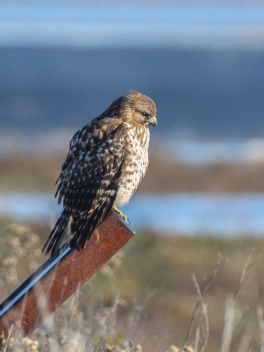 káně páskovaná - ML646547476