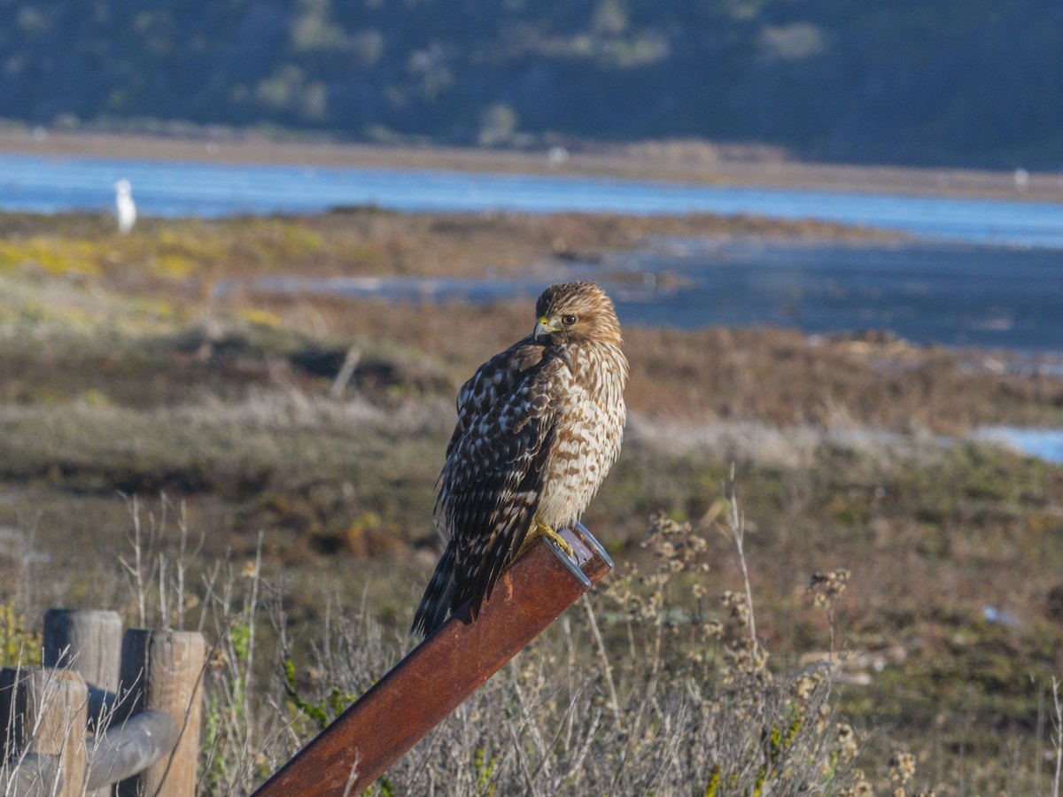 káně páskovaná - ML646547477