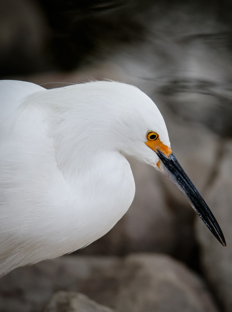 Snowy Egret - ML646547480