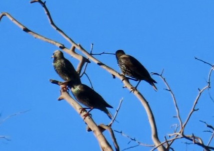 European Starling - ML646547481