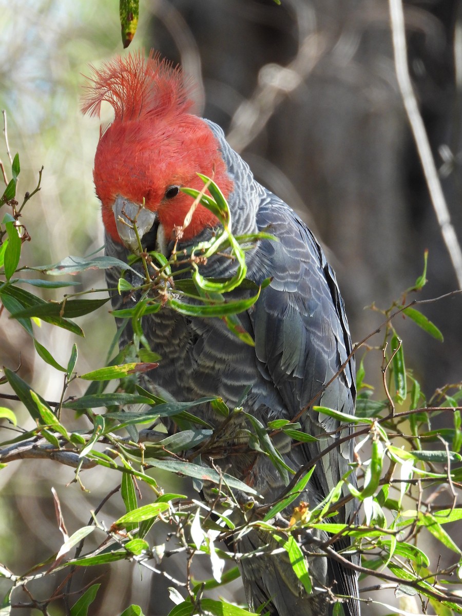 kakadu přílbový - ML646547482