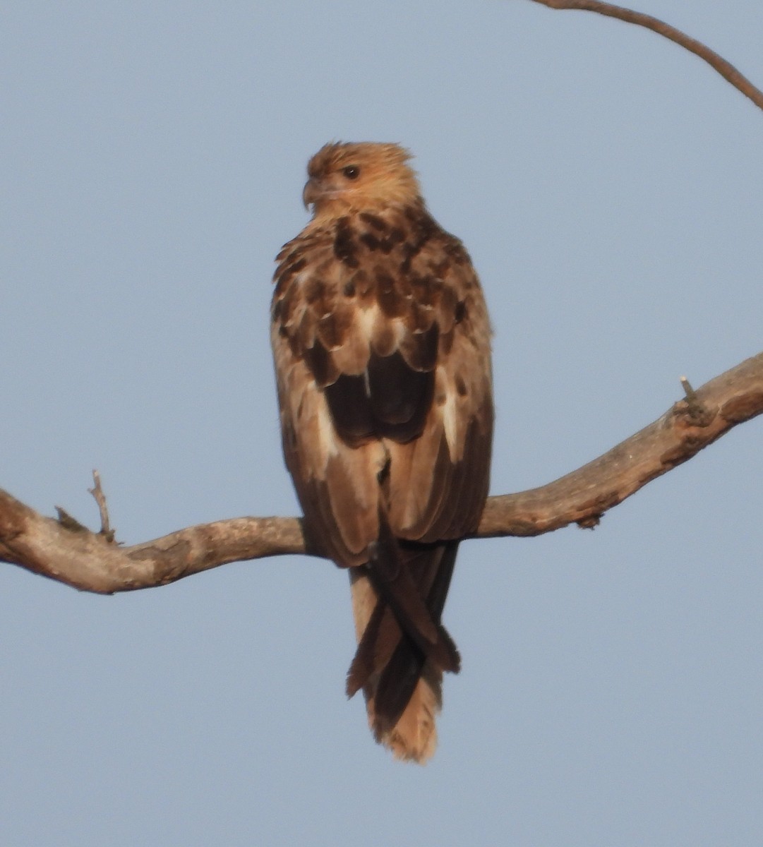 Whistling Kite - ML646547483
