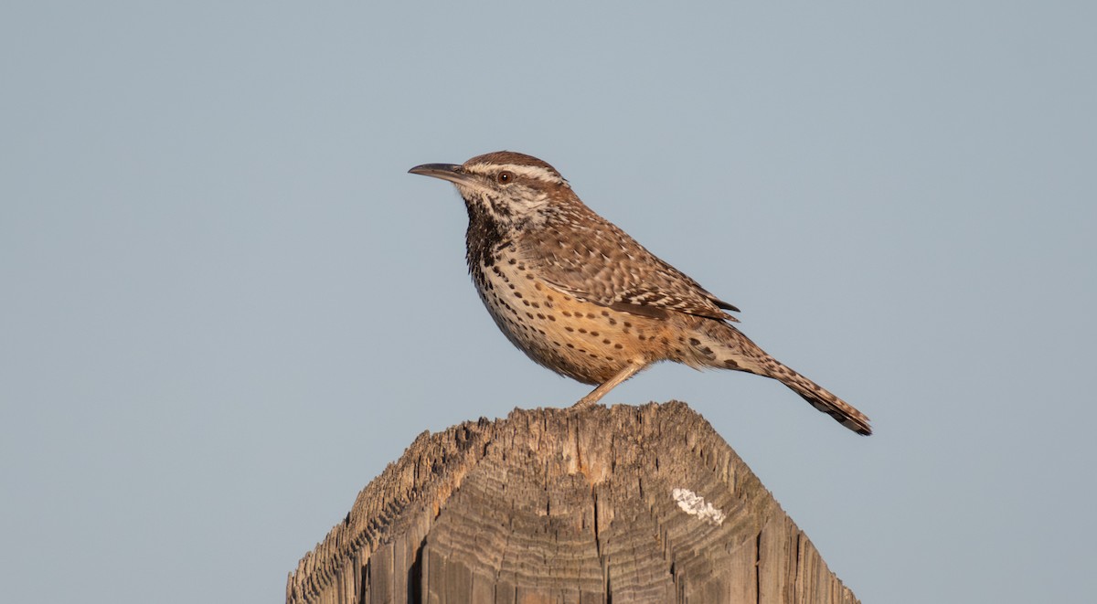 Cucarachero Desértico - ML646547485