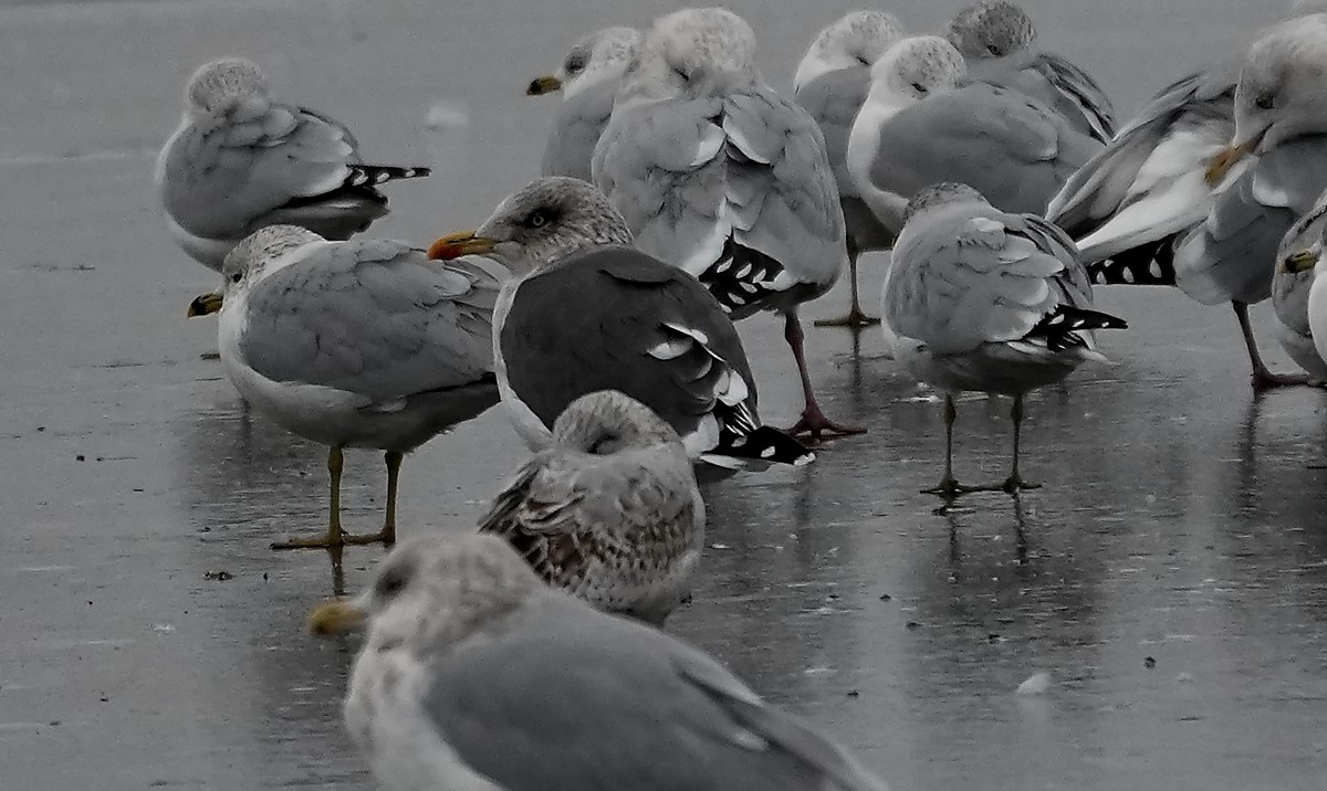 Kara Sırtlı Martı - ML646547486