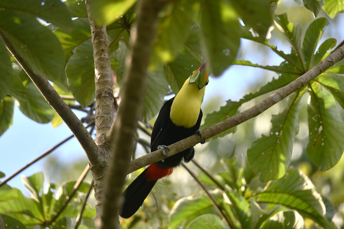 Tucán Piquiverde - ML646547488