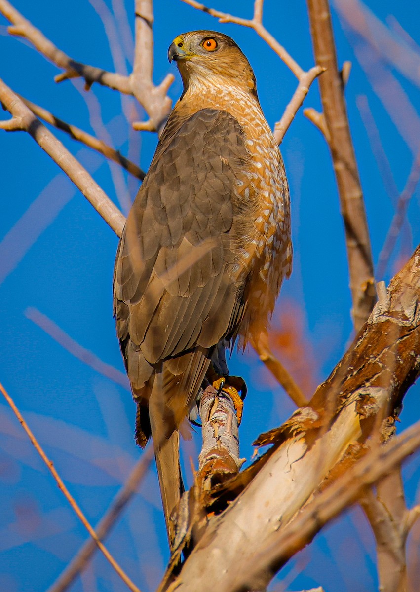 Cooper's Hawk - ML646547489