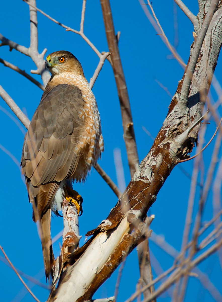 Cooper's Hawk - ML646547490