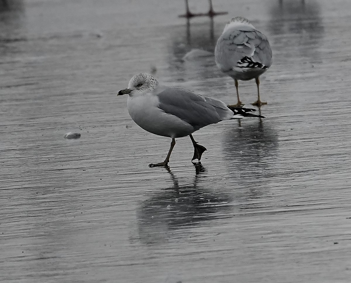 Ring-billed Gull - ML646547493