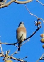 Western Bluebird - ML646547494