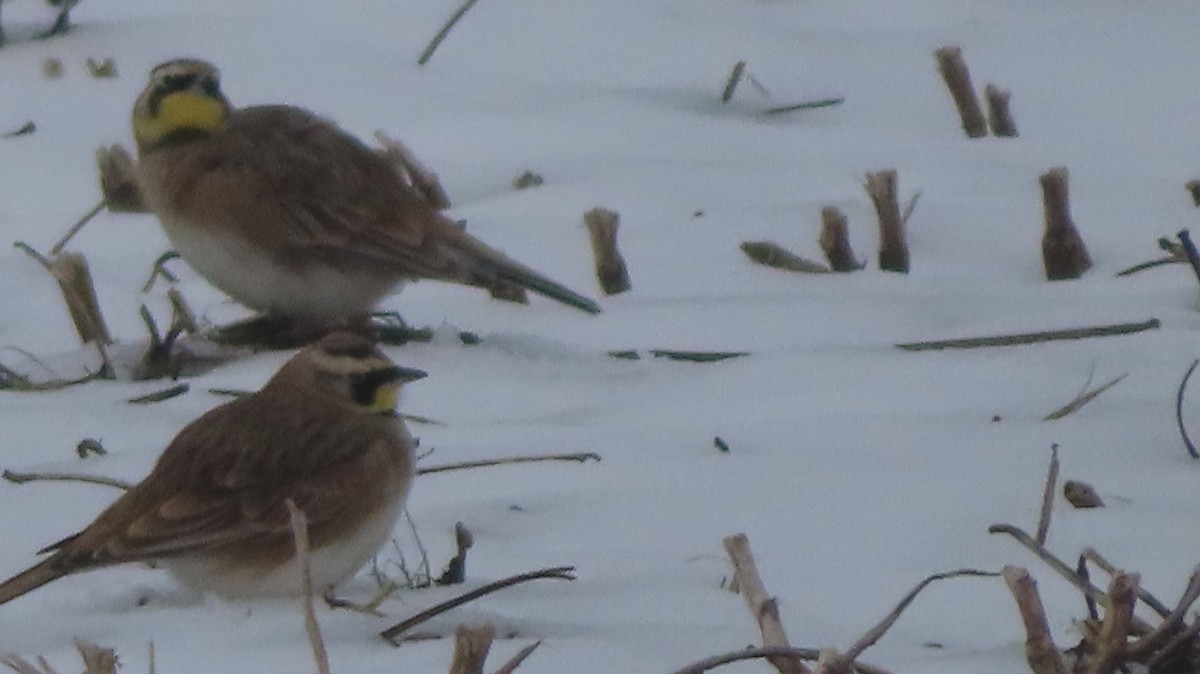 Ohrenlerche - ML646547495