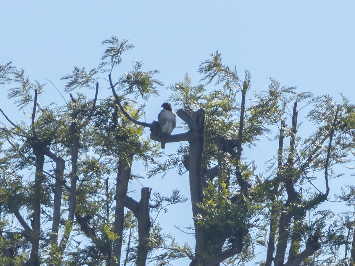 Red-tailed Hawk - ML646547497