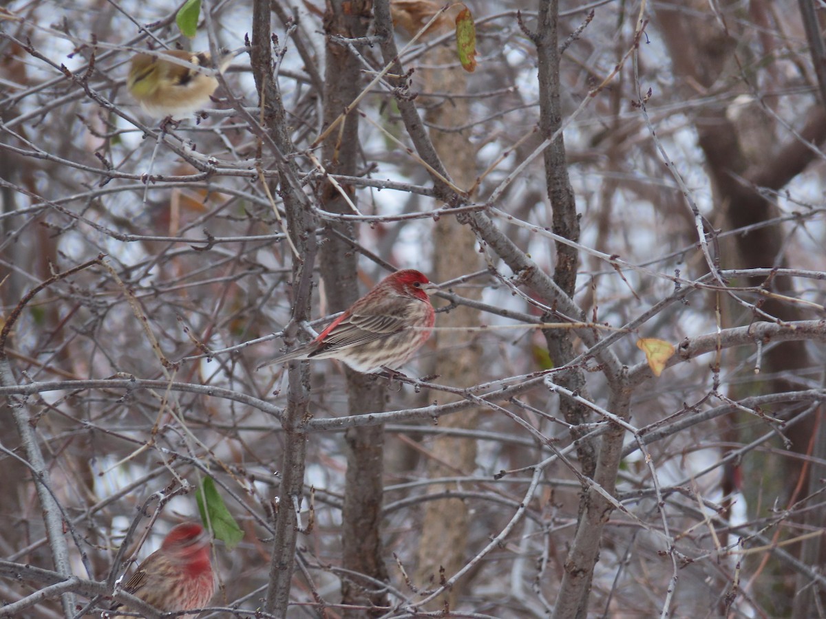 House Finch - ML646547499