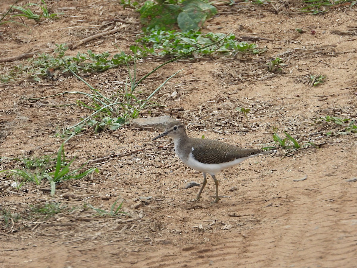 Dere Düdükçünü - ML646547500