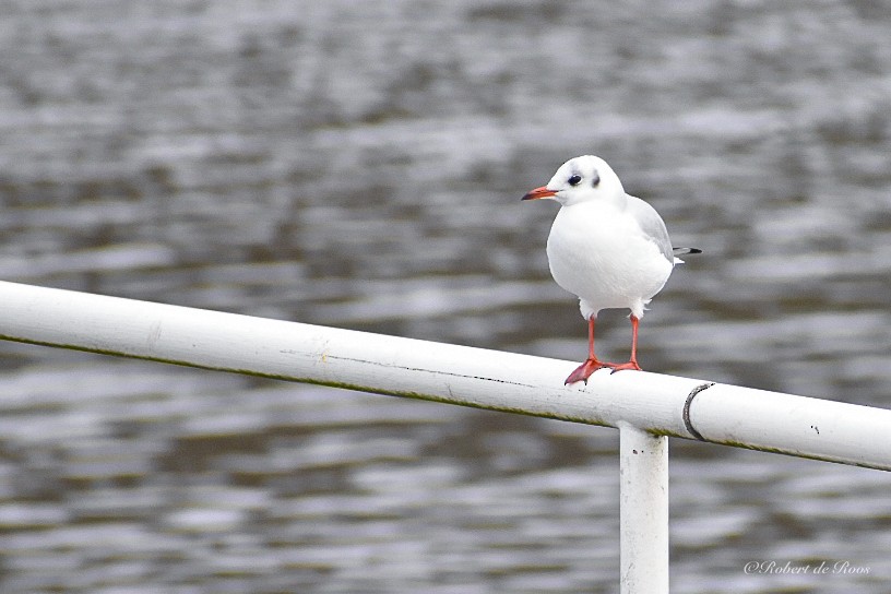 Black-headed Gull - ML646547502