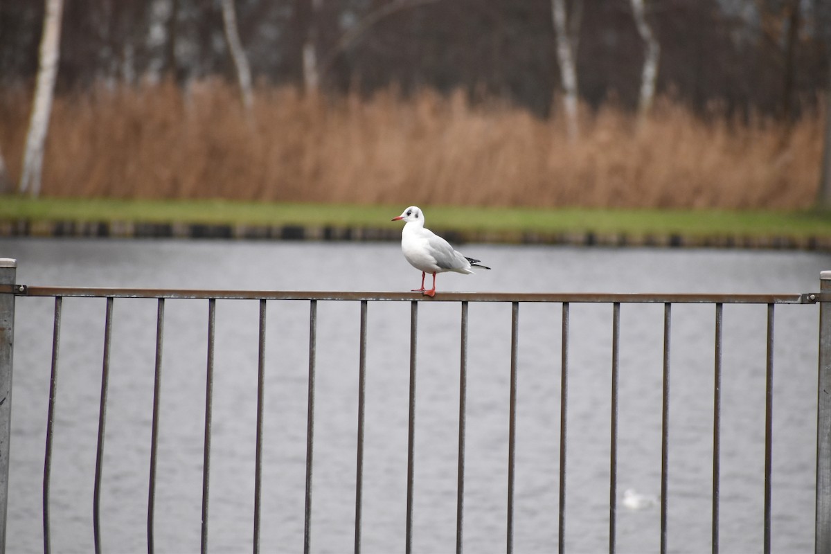 Black-headed Gull - ML646547503