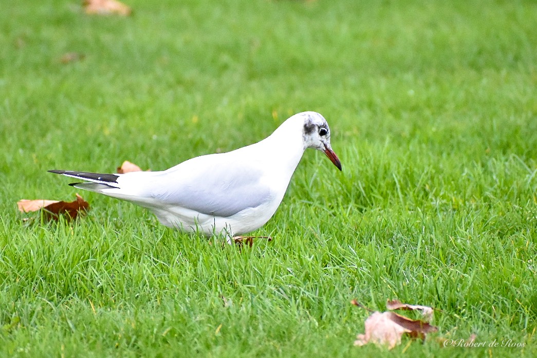Black-headed Gull - ML646547504