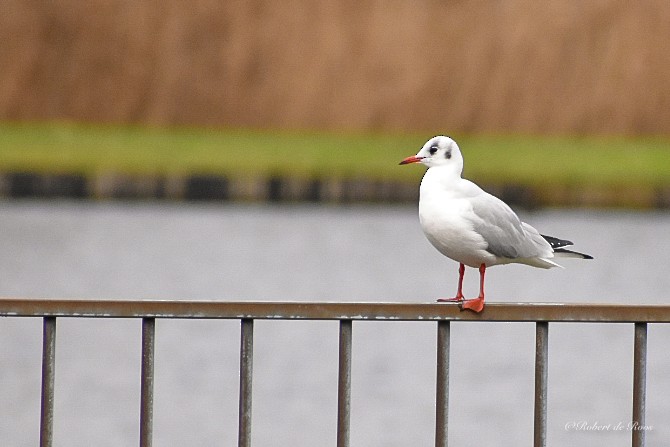 Black-headed Gull - ML646547505