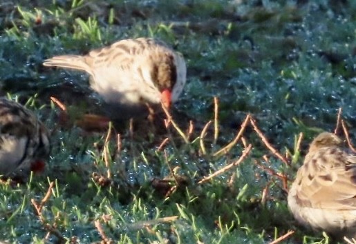 Pin-tailed Whydah - ML646547506
