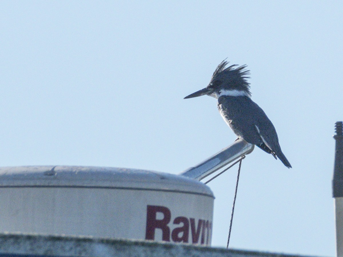 Belted Kingfisher - ML646547507