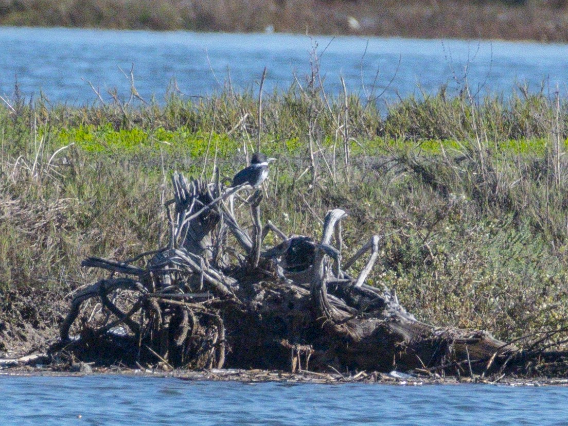 Belted Kingfisher - ML646547508