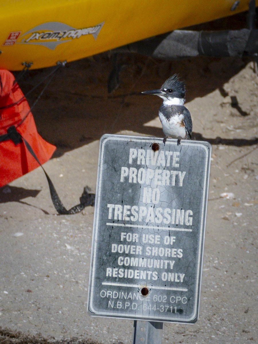 Belted Kingfisher - ML646547509