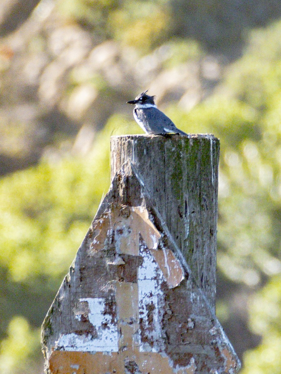 Belted Kingfisher - ML646547510