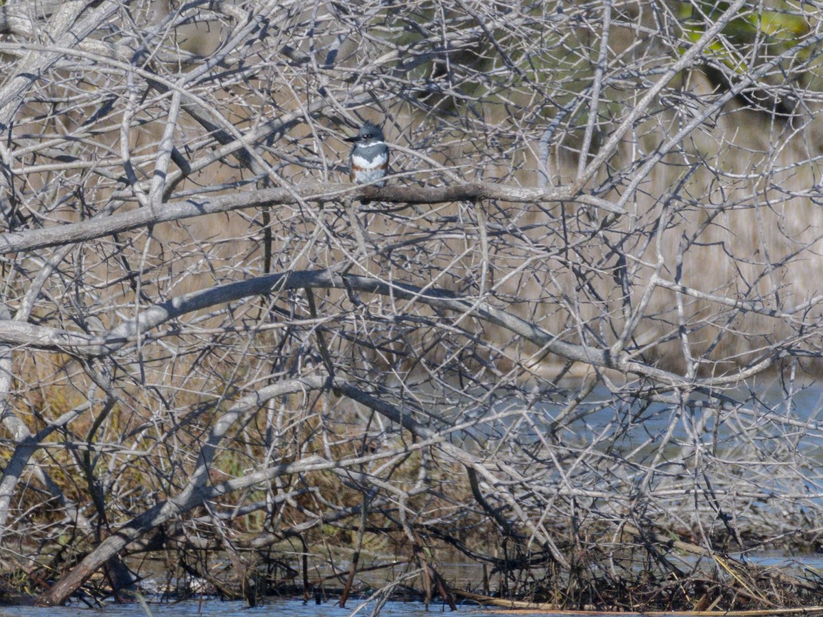 Belted Kingfisher - ML646547511