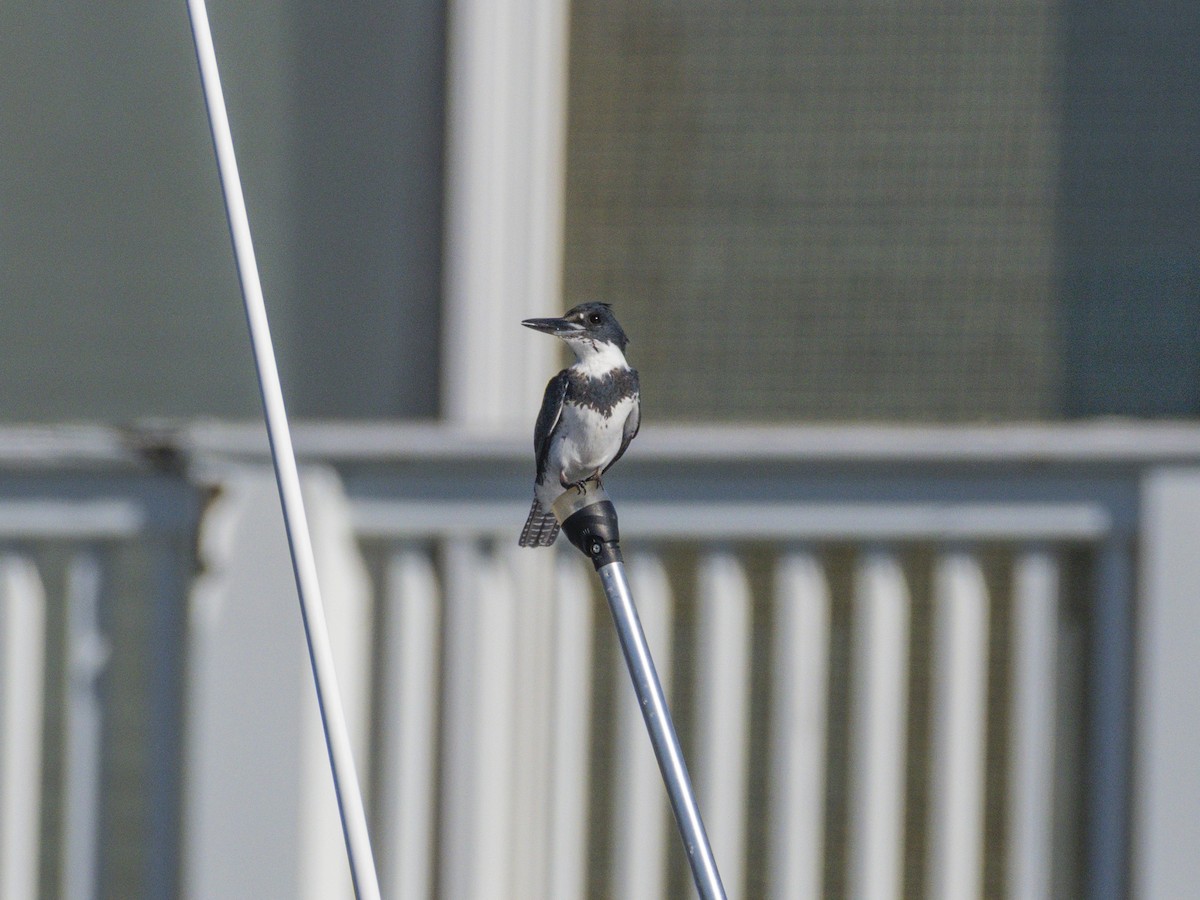 Belted Kingfisher - ML646547512