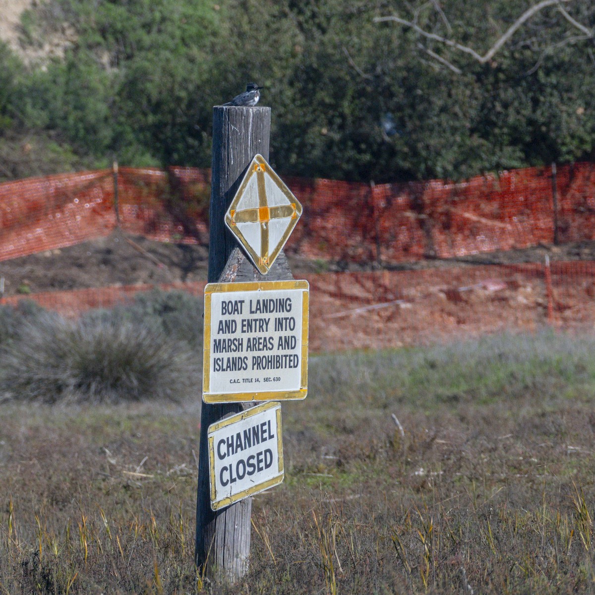 Belted Kingfisher - ML646547513