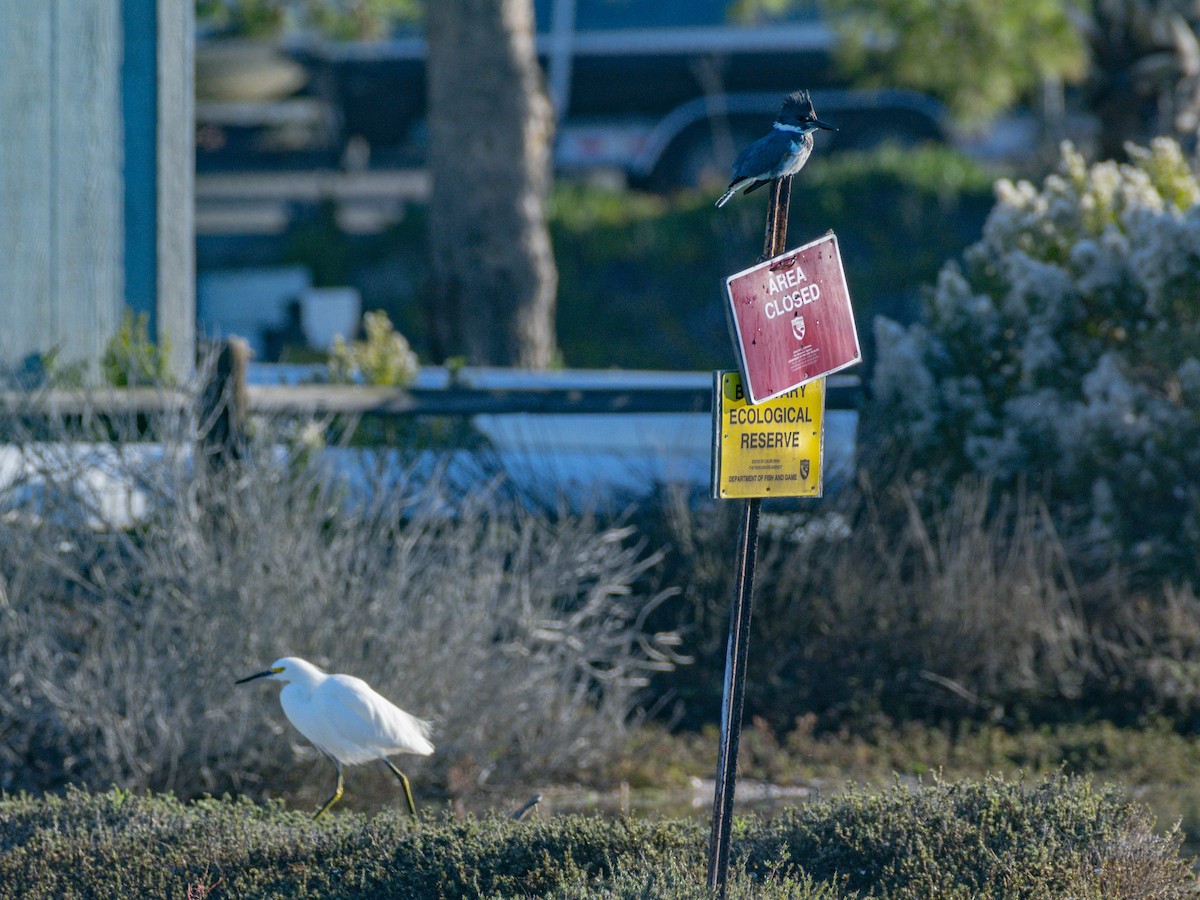 Belted Kingfisher - ML646547514