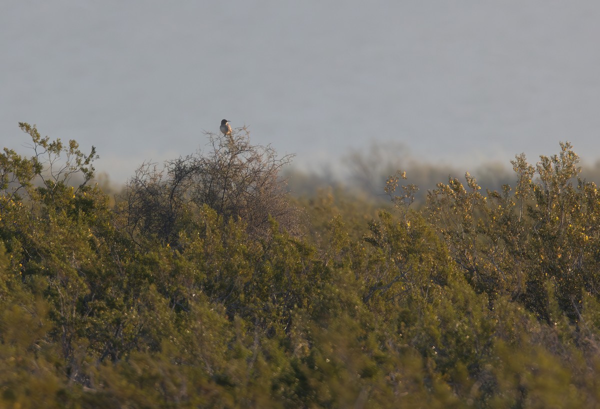 LeConte's Thrasher (LeConte's) - ML646547517