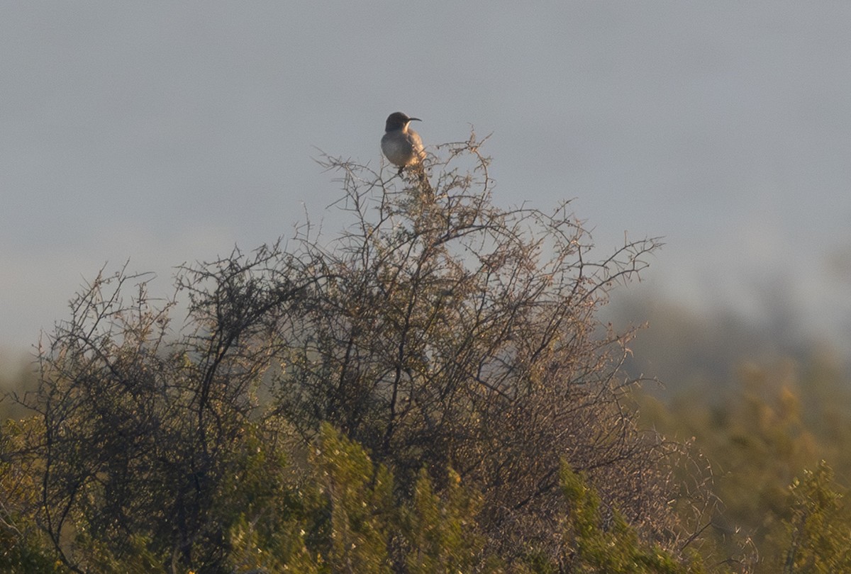 LeConte's Thrasher (LeConte's) - ML646547518