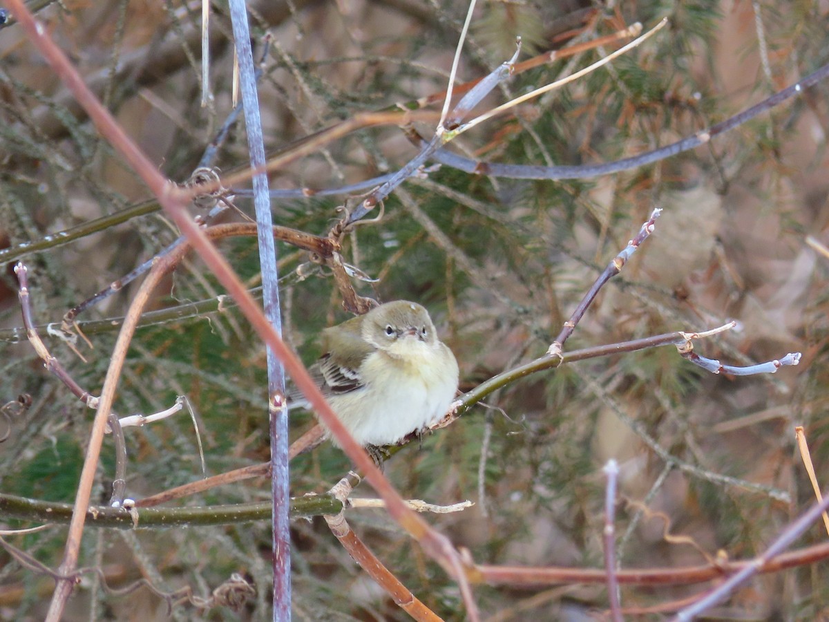 Pine Warbler - ML646547519