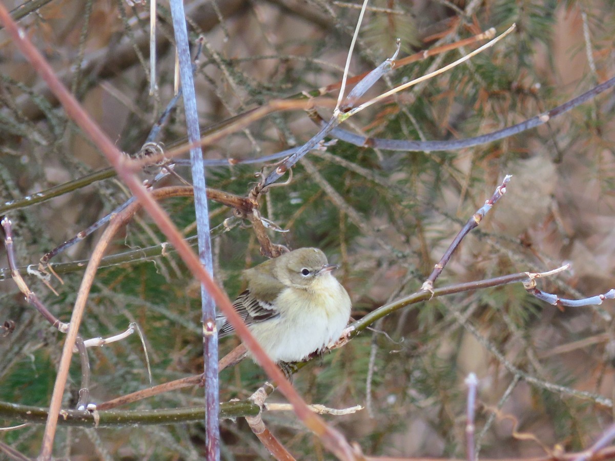 Pine Warbler - ML646547520