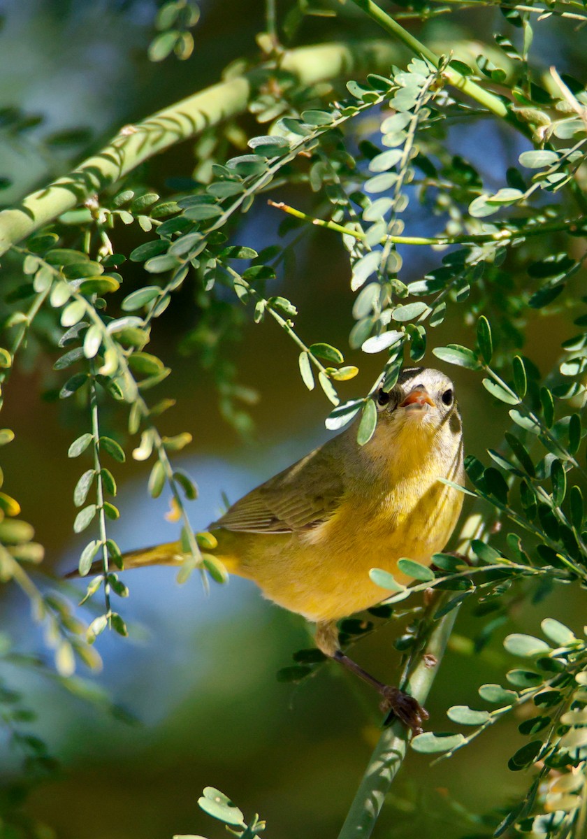 Turuncu Taçlı Ötleğen - ML646547521
