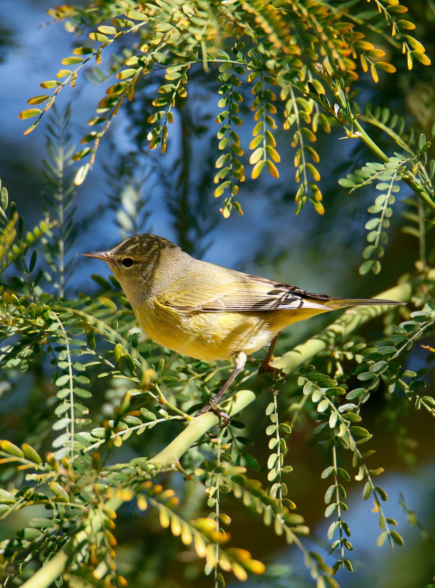 Turuncu Taçlı Ötleğen - ML646547522