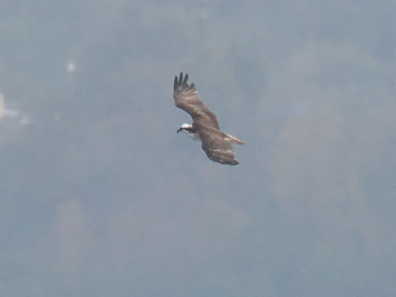 Falco pescatore - ML646547523