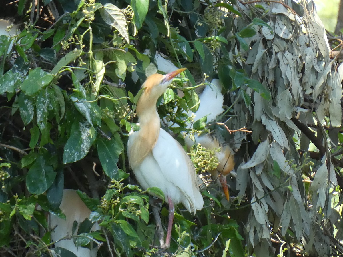 Eastern Cattle-Egret - ML646547524